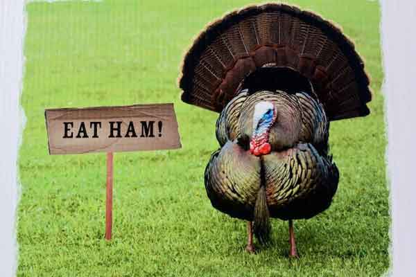 Thanksgiving turkey with a sign saying "Eat Ham"