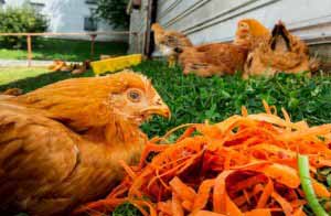 Chicken from an Amish farm in NY dines on 4-star carrots. (Image: NYTimes)