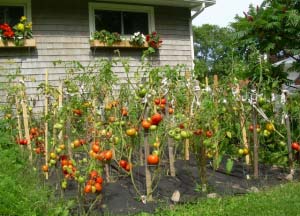 Multicolored Tomato Garden at Home