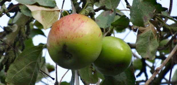 Apples hanging in tree