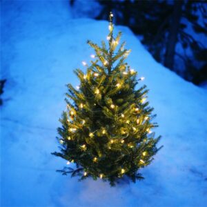 No-Waste Holiday Outdoor Christmas Tree