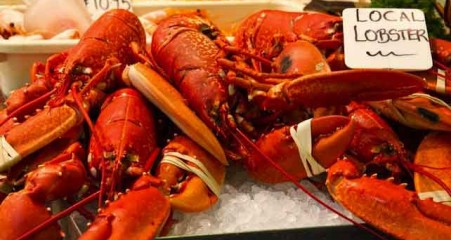 Cooked lobsters display on ice