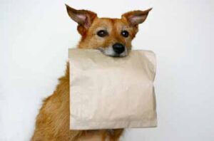 Dog with leftover food bag