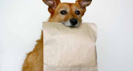 Dog with leftover food bag