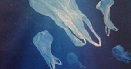 The Ocean's Deadliest Predator Project AWARE Foundation