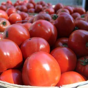 Fresh plump tomatoes in baskets